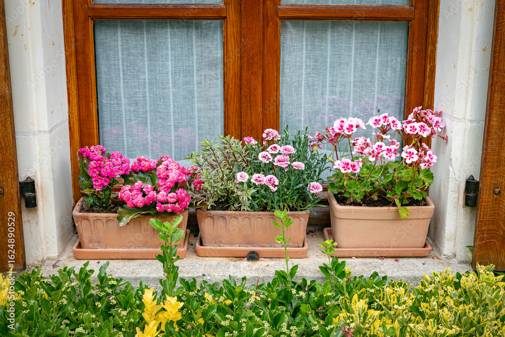 Fototapeta premium Charming Window with Flowering Plant Pots and Vibrant Blooms Outdoors