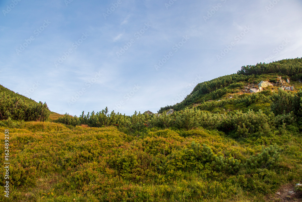 Obraz premium Morning sun over shrubs on green mountain slope in Zakopane, Poland. Pine shrubs and rocky slope under clear sky in the Tatra Mountains