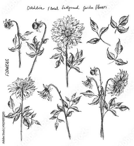 Hand drawn vector dahlia flower illustration set. Garden plant background.