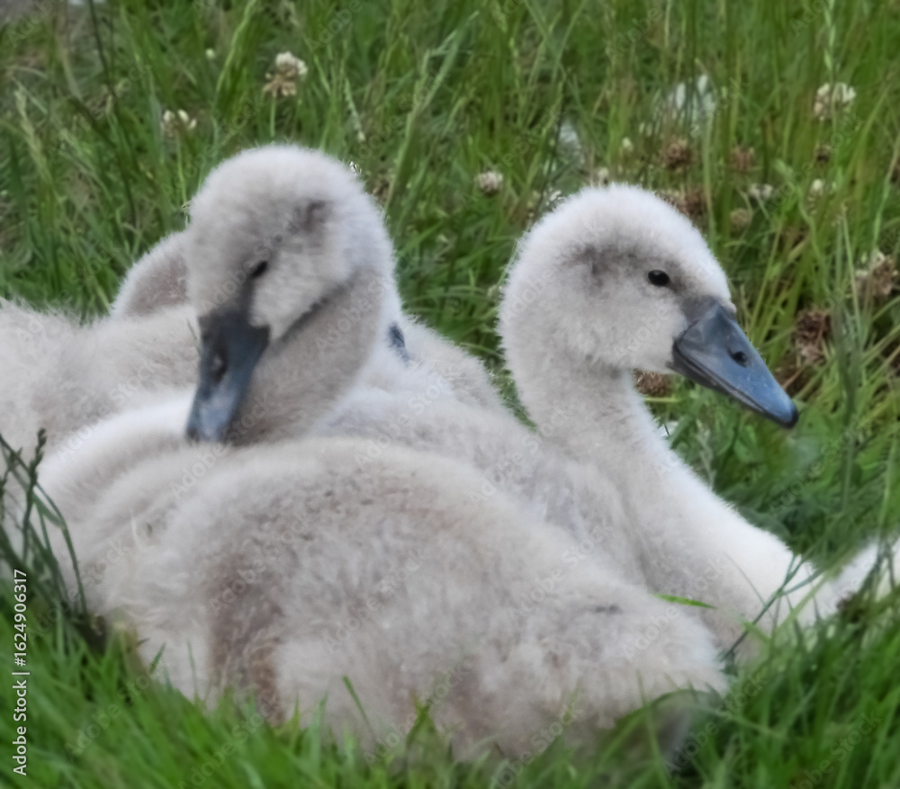 Fototapeta premium Cygnets resting