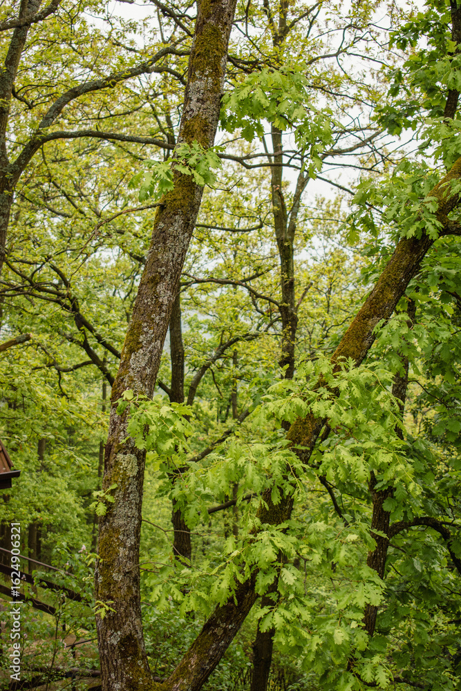Oak trees covered in moss and bright green spring leaves dominate a vibrant woodland scene, with forest cabins subtly visible behind. Oak trees covered in moss and bright green spring leaves dominate a vibrant woodland scene, with forest cabins subtly visible behind.
