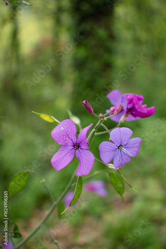 A detailed view of Lunaria annua, also known as the honesty or money plant, featuring delicate purple petals and fine veining against a softly blurred green woodland background. 