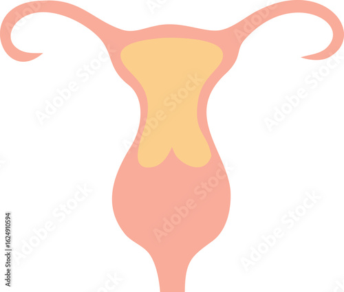 female reproduction system anatomy silhouette