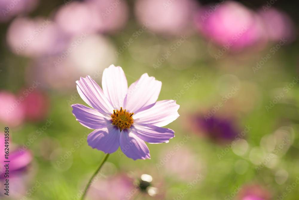 Fototapeta premium 光るコスモス