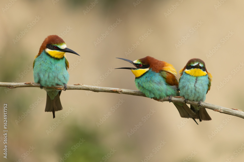 Obraz premium streitende Bienenfresser auf einem Ast