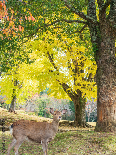 A photograph of a deer standing on a grassy area, surrounded by the vibrant colors of autumn foliage. 