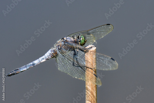 immagine ravvicinata di una libellula posata su un giunco