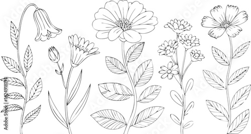 Hand Drawn Botanical Illustration Featuring Bellflower, Daisy, and Other Flowers on White Background