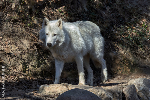 Lupo bianco siberiano al parco natura viva