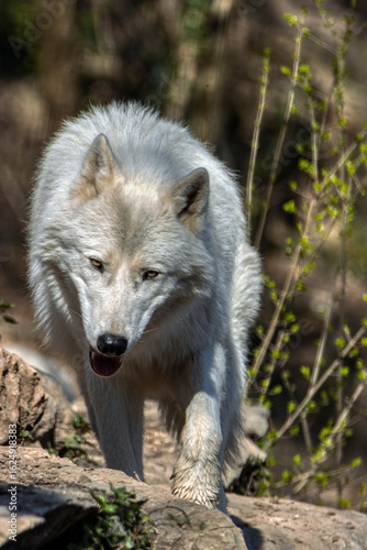 foto ravvicinata di un lupo siberiano