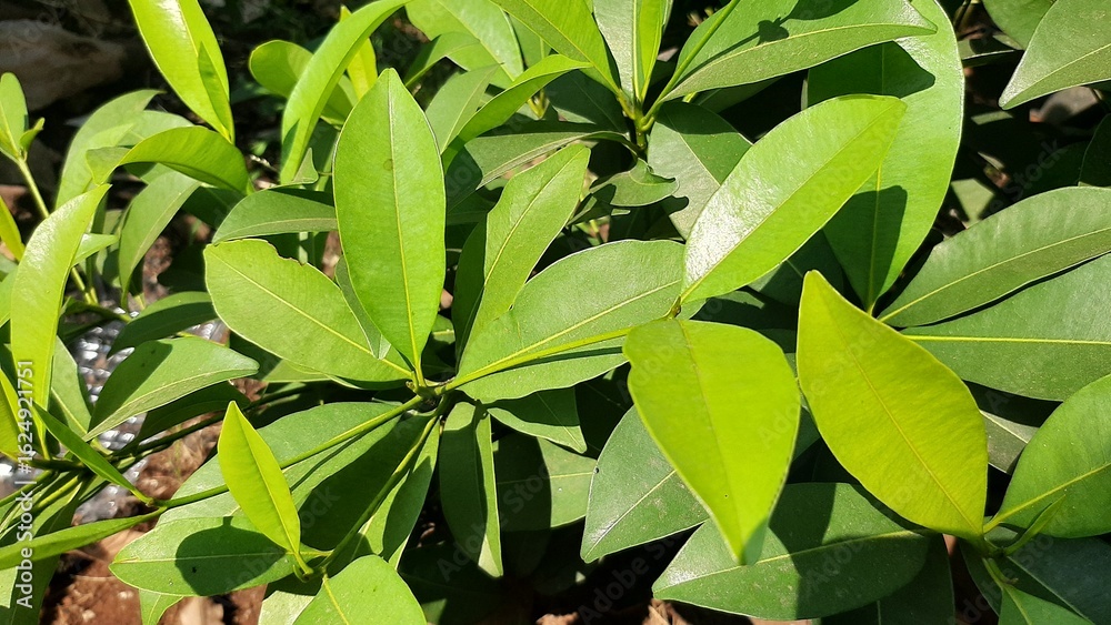 Fototapeta premium leaves on a sapodilla tree, tropical fruit