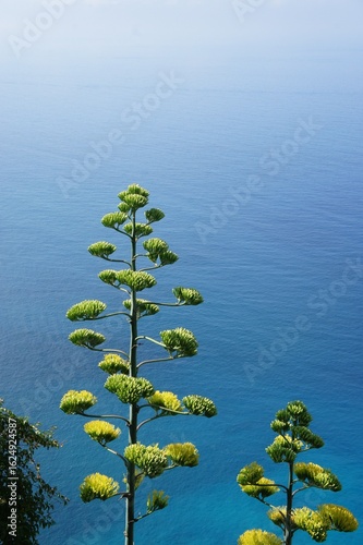 tree in the Mediterranean Sea 