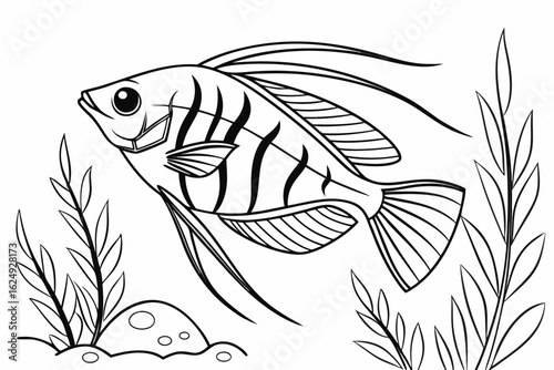 coloring page line art the glass catfish black vector