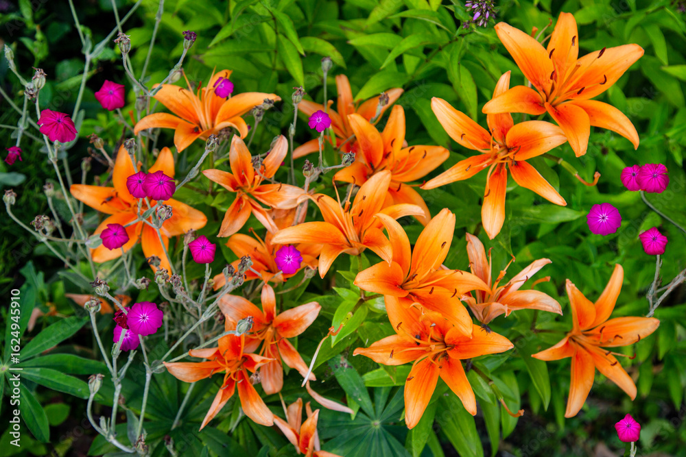 Yellow Diamond lily (Latin Lilium) with flowers of Khatma lavender (Latin Malva trimestris) on a background of green leaves on a clear sunny day. Flora plants flowers. Yellow Diamond lily (Latin Lilium) with flowers of Khatma lavender (Latin Malva trimestris) on a background of green leaves on a clear sunny day. Flora plants flowers.