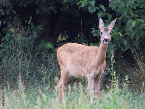 Fototapeta Naklejka Na Ścianę i Meble -  Sarna jako pospolity ssak obszarów leśnych