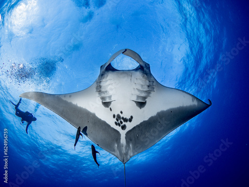 Pazifischer Mantarochen