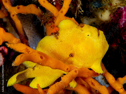 gelber Frogfish 