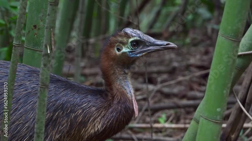 female Southern cassowary, Casuarius johnsonii, endangered flightless bird, far north Queensland, Australia	