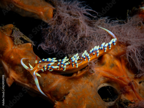 Fadenschnecke Unterwasser
