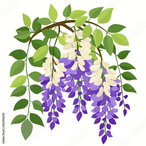 Cascading purple Wisteria flowers in bloom. Isolated vector illustration on white background