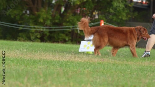 Dog obedience competition at the Royal Darwin Show 2025. Northern Territory, Australia.