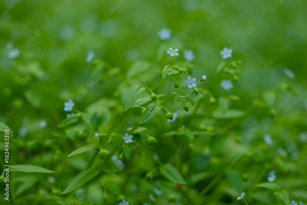 A close-up macro shot of delicate blue wildflowers and vibrant green foliage, set against a soft-focus background, ideal for conveying themes of nature, growth, and natural beauty A close-up macro shot of delicate blue wildflowers and vibrant green foliage, set against a soft-focus background, ideal for conveying themes of nature, growth, and natural beauty