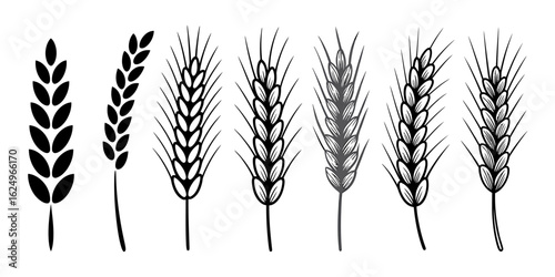 Elegant wheat ears in detailed line art illustration representing grain agriculture and organic farming