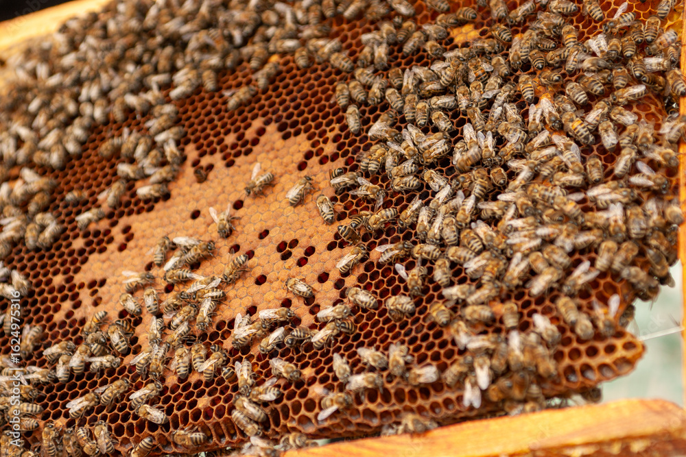 A close-up view of a honeycomb frame teeming with honeybees and capped honey cells, illustrating the intricate structure of a beehive for beekeeping and sustainable agriculture content A close-up view of a honeycomb frame teeming with honeybees and capped honey cells, illustrating the intricate structure of a beehive for beekeeping and sustainable agriculture content