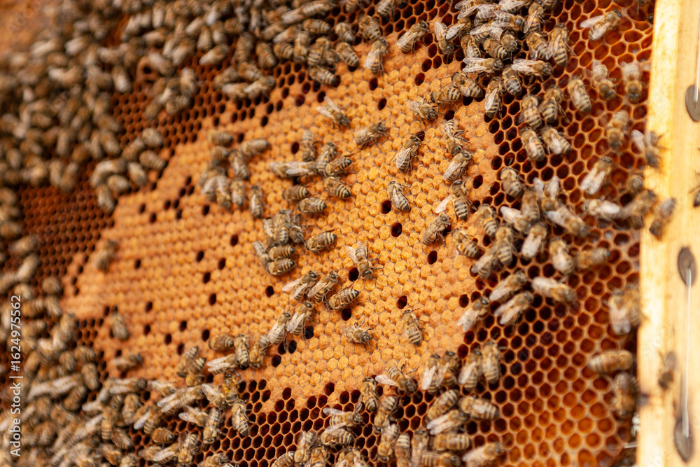 A close-up of a swarm of honeybees crawling over a dark, hexagonal honeycomb, with some individual bees in focus. The image's fine detail and repetition of the cellular pattern highlight the intricate A close-up of a swarm of honeybees crawling over a dark, hexagonal honeycomb, with some individual bees in focus. The image's fine detail and repetition of the cellular pattern highlight the intricate