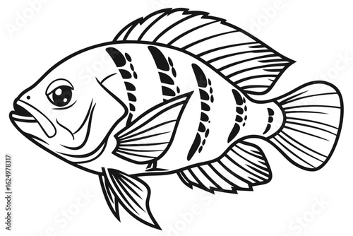 coloring page line art the oscar fish black vector