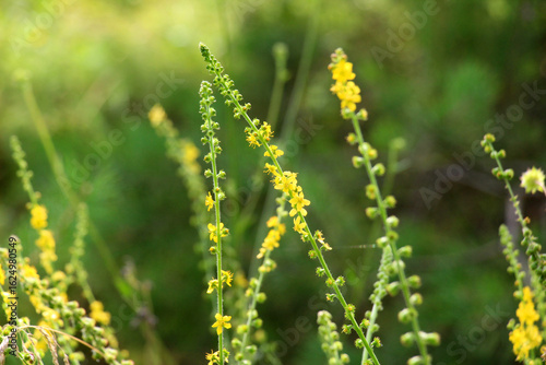 Foto Agrimonia eupatoria blooms among herbs