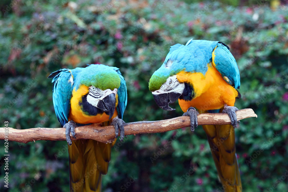 Obraz premium Two Blue and Yellow Macaws Interacting