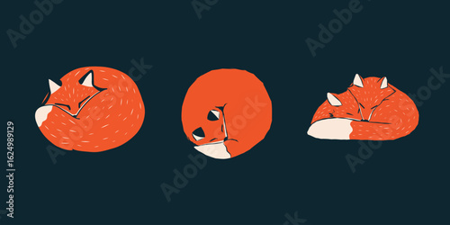 Set of curled up fox in isolated style vector autumn red fox illustration