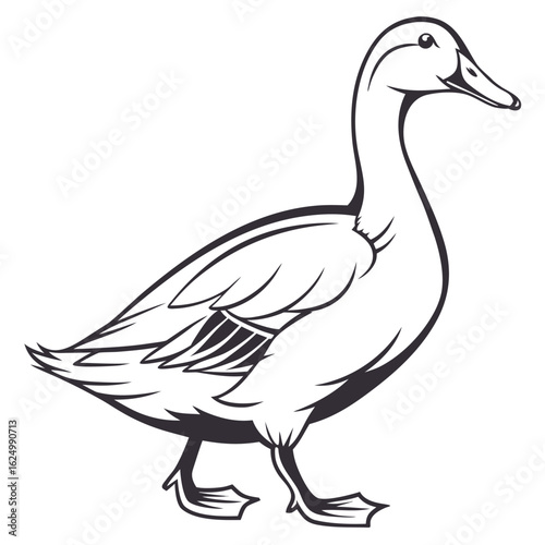 Vector illustration of a brown mallard duck, a wild animal, isolated on a white background