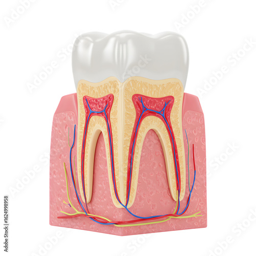 Medical Illustration of Human Tooth Cross-Section with Nerves and Vessels