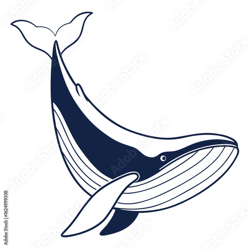 Blue whale and dolphin marine life vector illustration