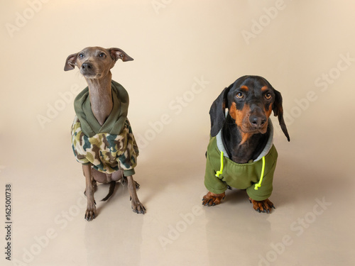 Photos Two dogs wearing sweater on beige background, italian greyhound and teckel