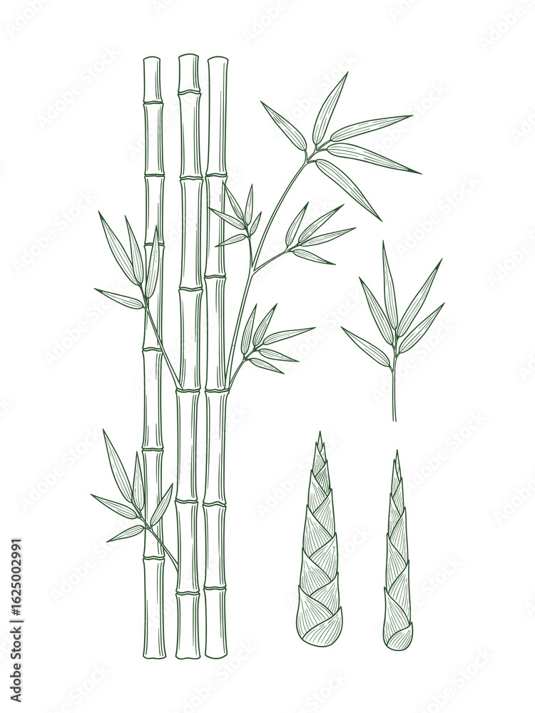 Obraz premium Elegant Botanical Illustration of Bamboo Stalks, Leaves, and Shoots on White Background