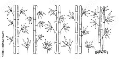 Detailed Bamboo Stalk and Leaf Illustration: A Botanical Drawing on White Background