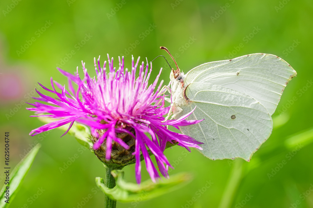 Naklejka premium Great White angel butterfly, Pieris brassicae feeding on the plant