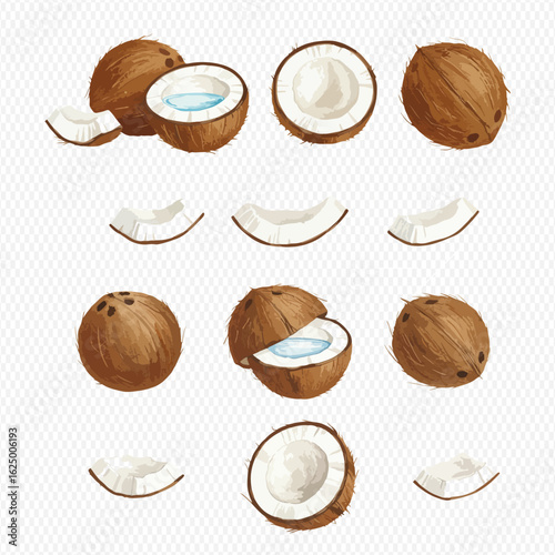 A collection of illustrated coconuts shown whole, cracked in half with water, and cut into smaller pieces.