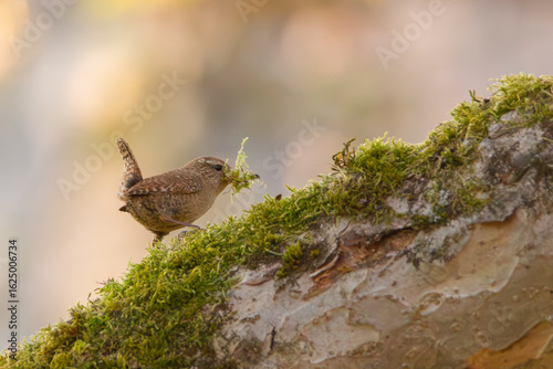 Fotografie Troglodyte mignon ramassant de la mousse pour construire un nid