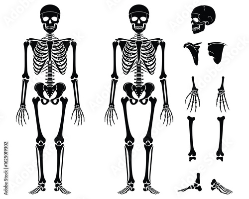 Anatomical chart of the human skeletal system with full body views and separated bones like the skull, hands, and feet.