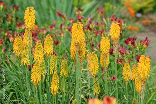Yellow Kniphofia red hot poker ‘Mango Popsicle’ in flower.