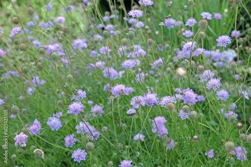 Quadro em tela Lilac purple Scabiosa columbaria, called the small scabious or dwarf pincushion flower, in bloom
