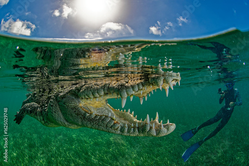 Photography American crocodile (Crocodylus acutus) and free diver in the mangroves
