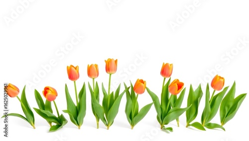 Nine tulips in orange and pink tones lined up across white background. Bright, fresh, and cheerful with soft light and green leaves. Clean, modern spring scene.

