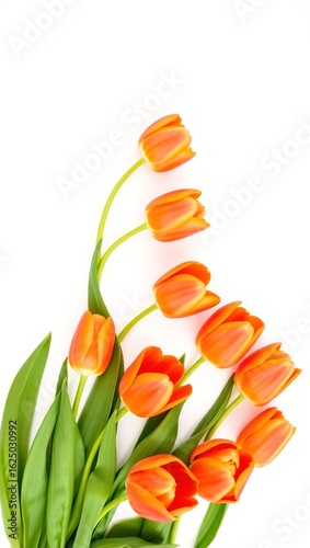 Nine tulips in orange and pink tones lined up across white background. Bright, fresh, and cheerful with soft light and green leaves. Clean, modern spring scene.

