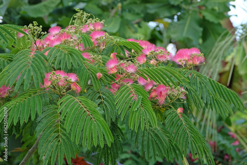 Pink and white bottlebrush Albizia julibrissin, the Persian silk tree, pink silk tree, or mimosa tree in flower.