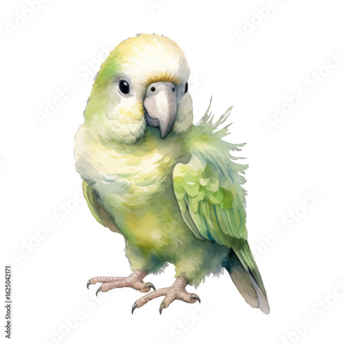 blue and yellow macaw